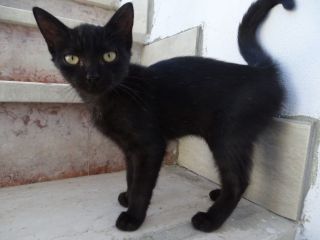 Gattina