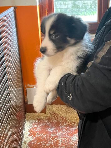Cuccioli Border Collie di alta genealogia - Foto 3