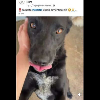EBONY CATTURA IL CUORE CANE IN ADOZIONE - Foto 2