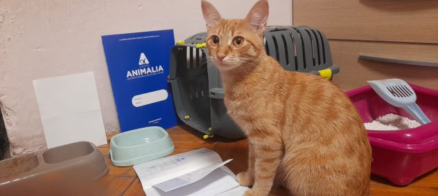 animali - Foto 3