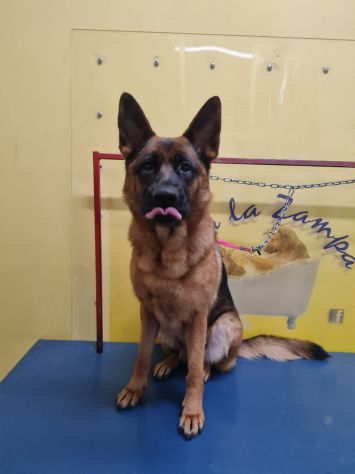 Bellissima Pastore Tedesco 4anni URGENTE COSENZA - Foto 2