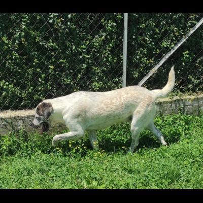JAGO GIOCHERELLONE ED ALLEGRO CANE IN ADOZIONE - Foto 10