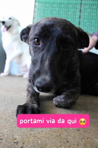 SIMONETTA 2 ANNI SIMIL MALINOIS TIGRATA IN CANILE DA QUANDO AVEVA POCHI GIORNI D - Foto 2