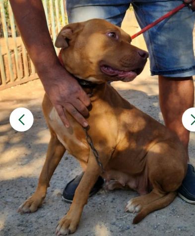 Pitbull(o simil)femmina Red Nose 3anni buona RISCHIA DI TORNARE AL SUD! VARESE - Foto 6
