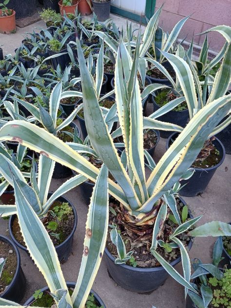 PIANTE GRASSE TANTI TIPI Aloe, Agave, Crassula, Alocasia, pianta misera.... - Foto 7