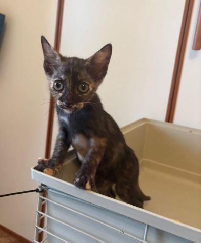 GATTINI MERAVIGLIOSI - Foto 2