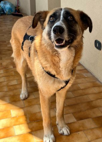 Ambra 4 anni Taglia grande - Foto 4