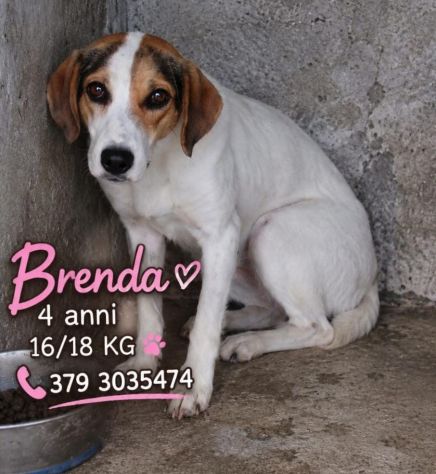 BRENDA 4 ANNI 16/18 KG taglia media contenuta - Foto 5