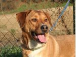 BART, cucciolone mix labrador