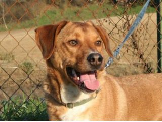 BART, cucciolone mix labrador
