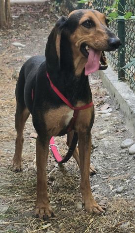 Urania 3 anni segugio italiano - Foto 2