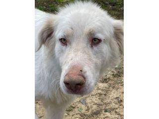 White Wolf