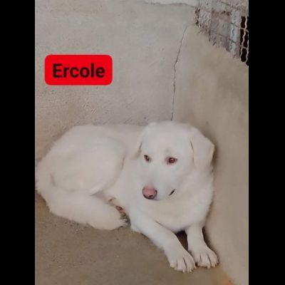 ERIBERTO, EUSEBIO, ERCOLE, CAGNOLINI IN ADOZIONE - Foto 3