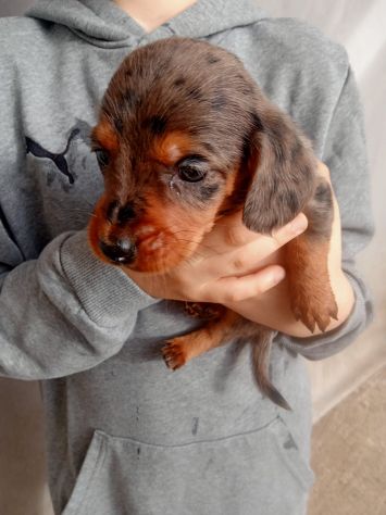 Cuccioli di Bassotto Arlecchino - Foto 2