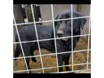 SIRIUS FANTASTICO MIX LABRADOR CANE IN ADOZIONE