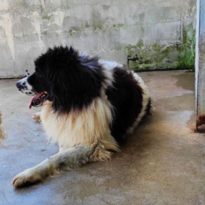 DUE MERAVIGLIE DIMENTICATE, CANI IN ADOZIONE - Foto 2