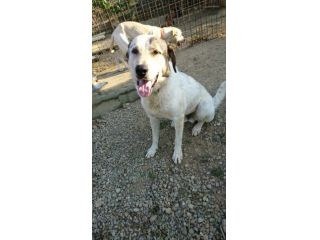 LEON, bellissimo cucciolone