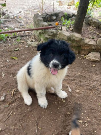 Mimì cucciola - Foto 4