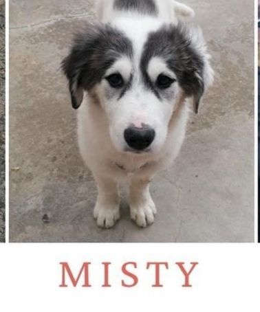MARILYN E MISTY CUCCIOLE IN ADOZIONE - Foto 2