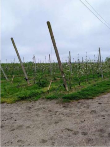 Immobile in asta di 160000 m² in vendita a Argenta - Foto 6