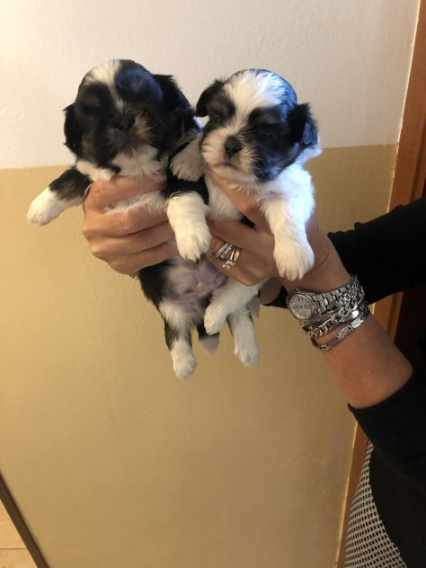 Shihtzu - Foto 2