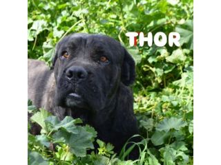 Thor e' buono e gentile cerca casa