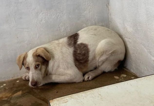 JHONNY rimarrà recluso a vita, ha solo 1 anno. Cane in adozione - Foto 2