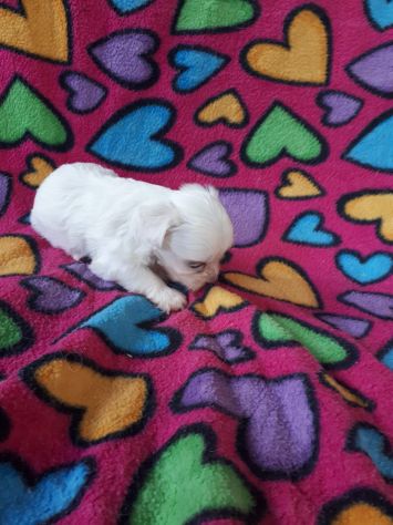 Cuccioli razza Maltese in offerta - Foto 5