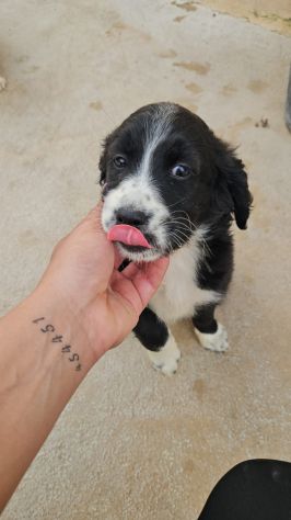 Martina: cucciola taglia contenuta - Foto 2