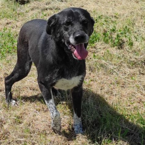 TIMIDO E PACATO CAGNOLINO IN ADOZIONE - Foto 8