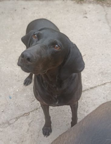 Giuditta - Foto 4