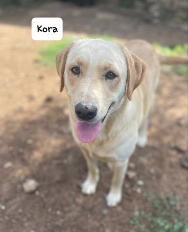 Kora simil labrador