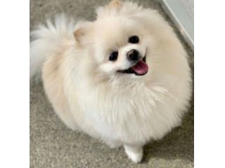 Volpino di pomerania femmina pedigree