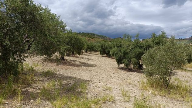 Tenuta agricola e agrituristica - Foto 2