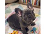 BOULEDOGUE - BULLDOG FRANCESE BLU CUCCIOLI - pagamento agevolato