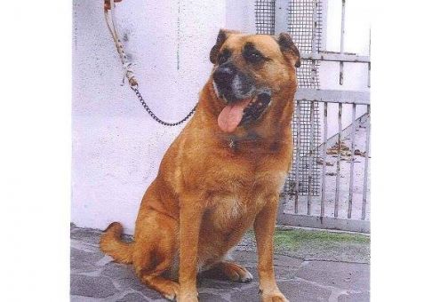 PIPPO E LAIKA, adozioni del cuore - Foto 2