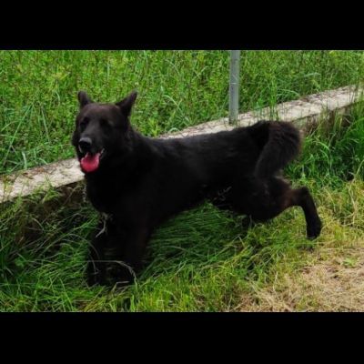 ALBERTO lupetto in miniatura, socievole, curioso, cane in adozione - Foto 5