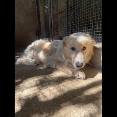 UN'OCCASIONE PER ARMANDINO: cane in adozione nato nel dicembre 2023 - Foto 6