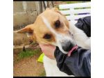 CATELLO allegro e affettuoso, cagnolino in adozione