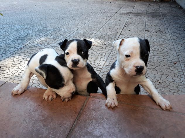American Staffordshire e Pit Bull Terrier - Foto 2