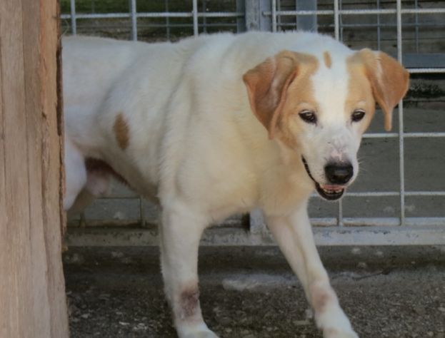 NEIL, dolce timidone - Foto 4