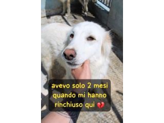 TONY 4 ANNI 25/30 KG.