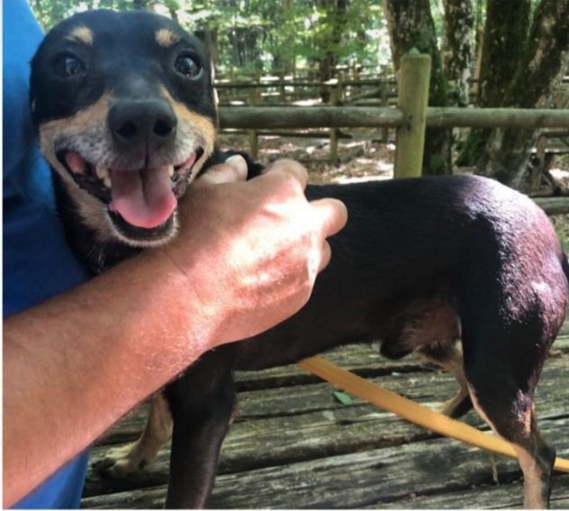 Pinscher 6/7anni da 2anni in un recinto!!! SOS CASA FOGGIA - Foto 2