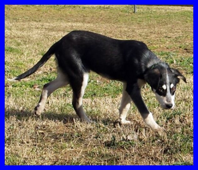 DUMBO, SPLENDIDO CUCCIOLONE CERCA CASA - Foto 9