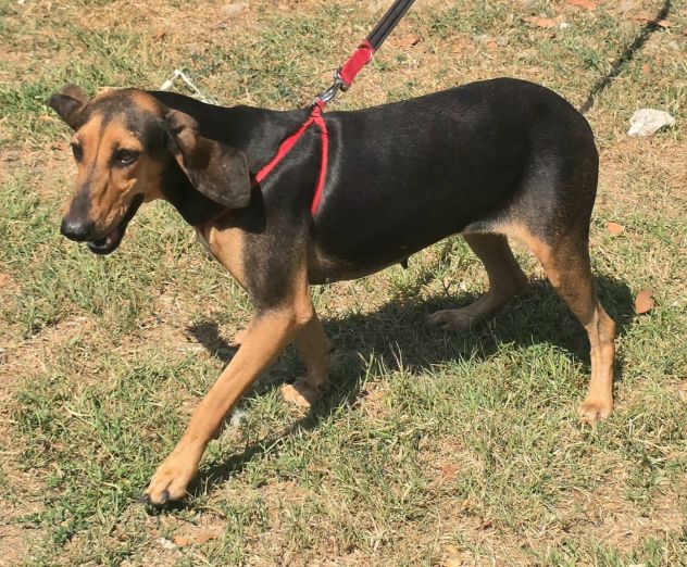 Urania 3 anni segugio italiano - Foto 4