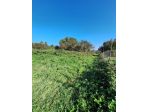 Agricolo in vendita a Morlupo