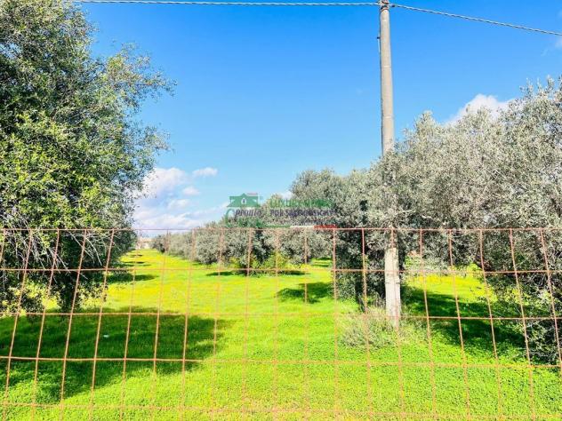 Rif:2660 - Terreno Agricolo con Caseggiati e Uliveto Secolare – Zona Pedalino/Vittoria - Foto 5
