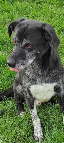 CANE IN ADOZIONE: ZEUS