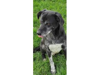 CANE IN ADOZIONE: ZEUS