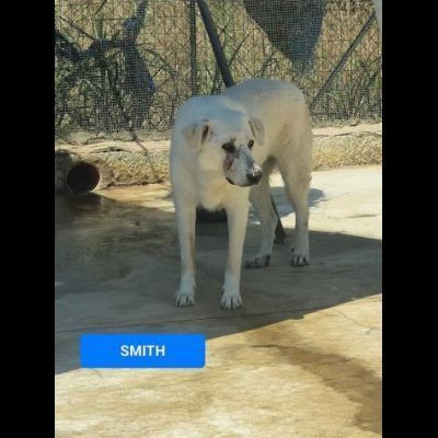 Fox e Smith un futuro da costruire. CANI IN ADOZIONE - Foto 3
